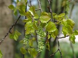 Тополь дрожащий, осина обыкновенная – Populus tremula L. (2)