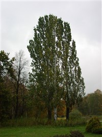 Тополь черный, осокорь – Populus nigra L. (1)