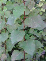 Тополь черный, осокорь – Populus nigra L. (2)
