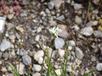 Тритилея гиацинтовая – Triteleia hyacintha (Lindl.)