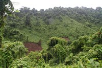 Тропический лес (Фиджи)
