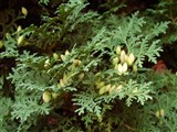 Туя западная, северный белый кедр, американское дерево жизни – Thuja occidentalis L. (2)