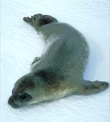 Тюлени (детеныш тюленя Уэдделла)