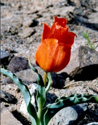 Тюльпан Альберта – Tulipa alberti Regel.