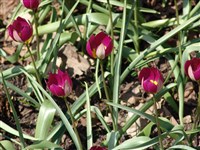 Тюльпан Бейкера – Tulipa bakeri A.D.Hall. (1)