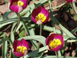 Тюльпан Бейкера – Tulipa bakeri A.D.Hall. (2)