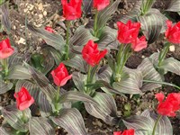 Тюльпан Грейга – Tulipa greigii Regel.