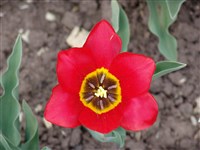 Тюльпан Шренка, армянский, душистый – Tulipa schrenkii Regel.