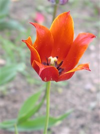 Тюльпан льнолистный – Tulipa linifolia Regel.