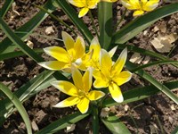 Тюльпан поздний – Tulipa tarda Stapt.