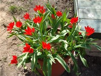 Тюльпан превосходный – Tulipa subpraestans Vved.