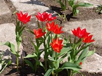 Тюльпан превосходящий – Tulipa praestans Hoog.