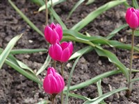Тюльпан фиалковый – Tulipa violacea Boiss.et Buhse.