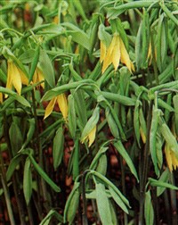 Увулярия крупноцветковая – Uvularia grandiflora Smith.
