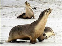 Ушастые тюлени (Ушастый тюлень)