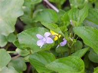 Фиалка Ривина – Viola riviniana Rchb.