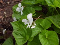 Фиалка удивительная – Viola mirabilis L.