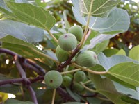 Фикус карика, инжир, фиговое дерево, смоковница, винная ягода – Ficus carica L.