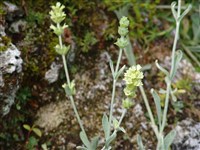 Фломис армянский – Phlomis armeniaca Willd.