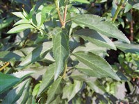 Форсайтия зеленейшая – Forsythia viridissima Lindl.