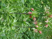 Фритиллярия Эдуарда – Fritillaria eduardii Reg.