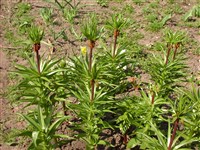 Фритиллярия императорская – Fritillaria imperialis L. (1)