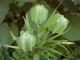 Фритиллярия императорская – Fritillaria imperialis L. (2)