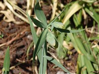 Фритиллярия мутовчатая – Fritillaria verticillata Willd.