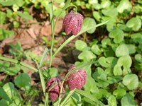 Фритиллярия шахматная – Fritillaria meleagris L.
