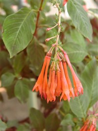 Фуксия трехлистная – Fuchsia trifilla L.