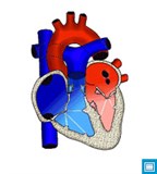 Функционирование сердца и системы кровообращения