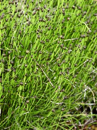 Хвощ камышковый – Equisetum scripoides Michx.