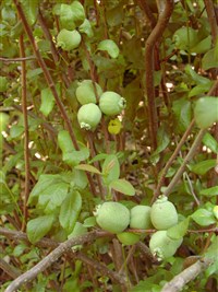 Хеномелес прекрасный, лагенария – Chenomeles speciosa (Sweet) Nak. (1)