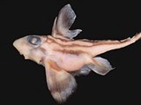 Химеровые рыбы (Гидролаг)