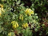 Хохлатка желтая – Corydalis lutea (L.) DC. (2)