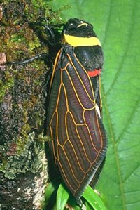 ЦИКАДОВЫЕ (подотряд насекомых) Homoptera (Cicadidae)