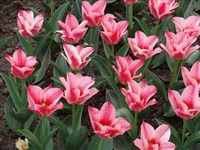 Царь Петр [Род тюльпан – Tulipa L.]