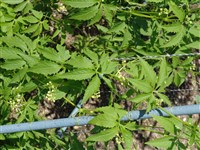 Циклантера стопообразная – Cyclanthera pedata (L.) Schrad. (1)