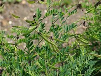 Чина черная – Lathyrus niger (L.) Bernh.