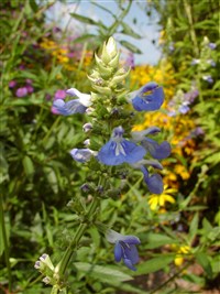 Шалфей болотный – Salvia uliginosa Benth.