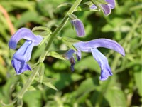 Шалфей отклоненный, распростертый – Salvia patens Cav. (1)