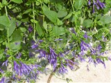 Шалфей отклоненный, распростертый – Salvia patens Cav. (2)