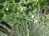 Шалфей серебристый – Salvia argentea L. (2)