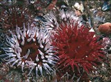 Шестилучевые кораллы (Актинии)