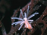 Шестилучевые кораллы (Гонактиния)