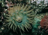 Шестилучевые кораллы (Конская актиния)