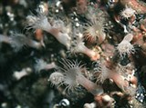 Шестилучевые кораллы (Панцирные анемоны)