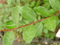 Шефердия серебристая – Shepherdia argentea (Pursh) Nutt. (1)