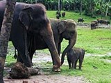 Шри-Ланка (слоновий питомник)