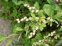 Экзохорда кистевая, крупноцветковая – Exohorda racemosa (Lindl.) Rehd.